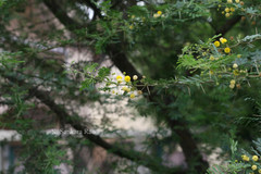 Acacia nilotica